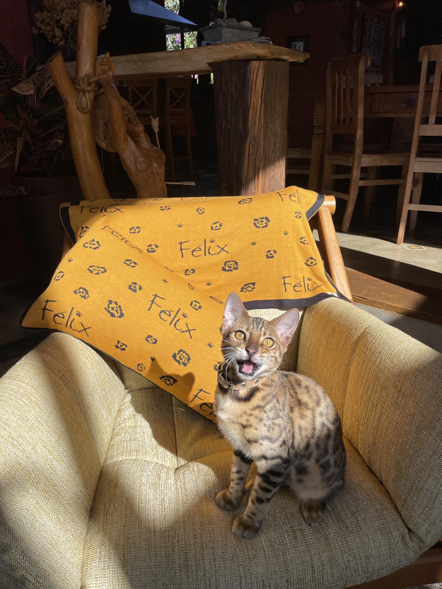 Manta Personalizada Pet - Imagem 2