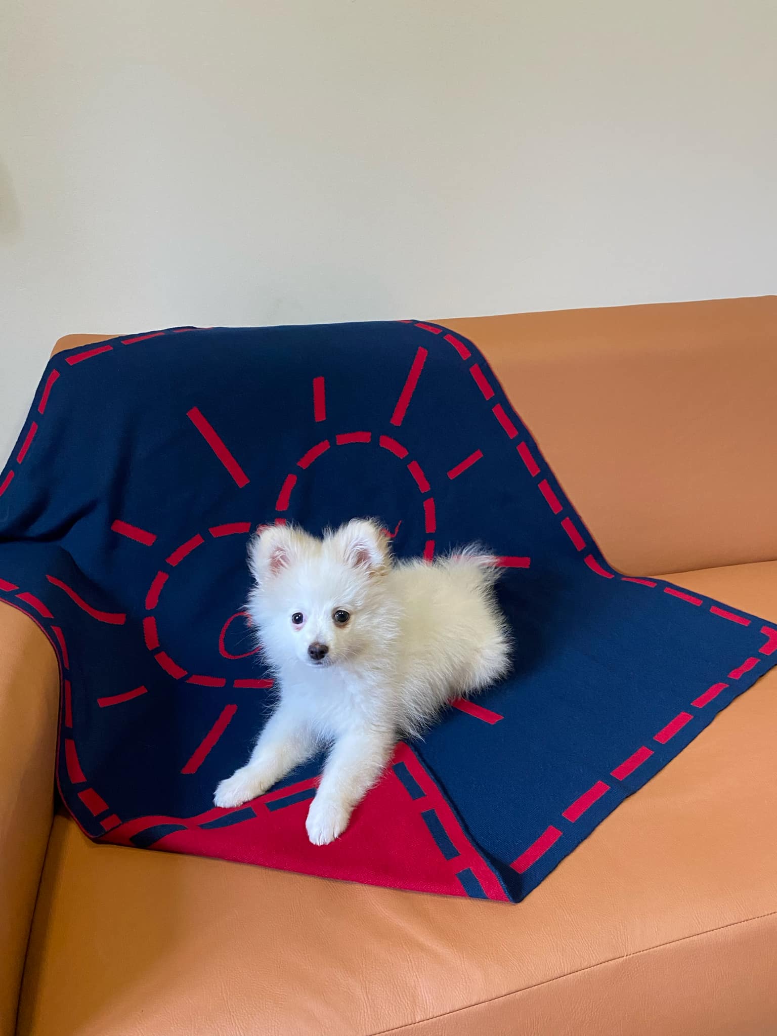 Manta Personalizada Pet - Imagem 4